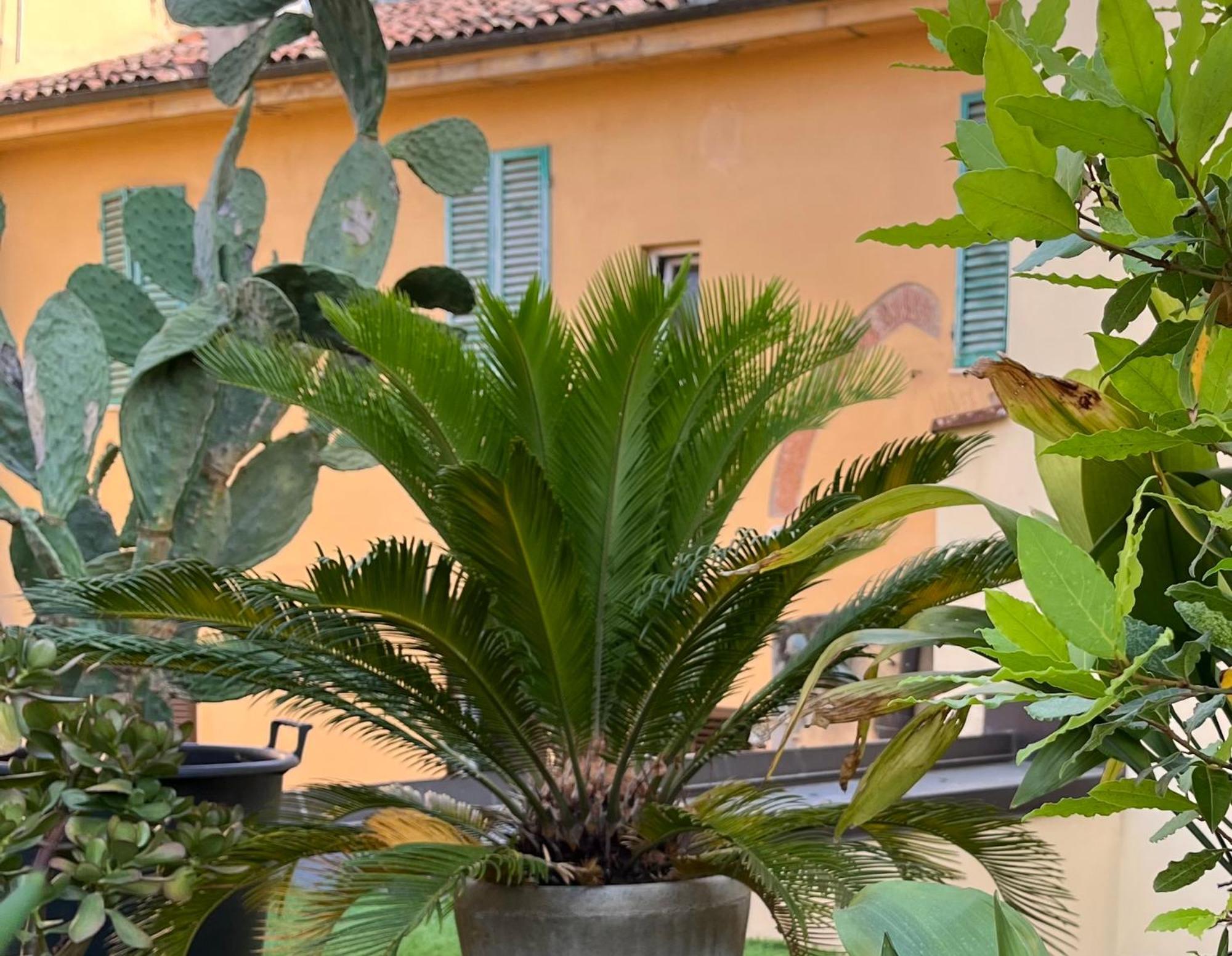 Apartamento The Jasmine Terrace Retreat Bolonia Exterior foto